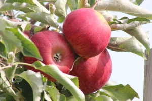 2015-10-7 Apples (98)