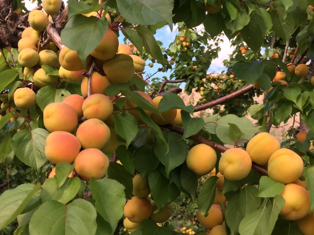 2016-6-23 Apricots (16)