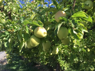 2016-8-29 Apples (14)