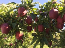 2016-8-29 Apples (25)