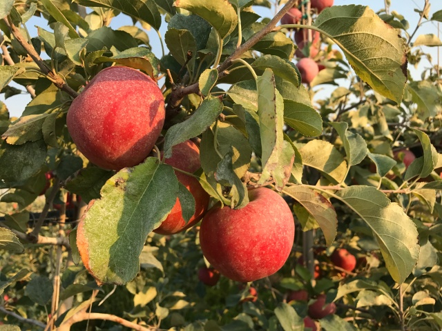 2017-9-12 zzApple Harvest by Quincy (34)